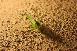 Green Grasshopper — Photo 16 — Project 365